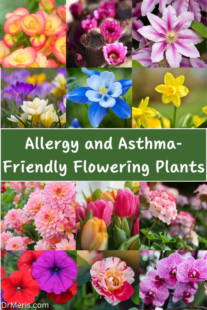 Allergy and Asthma-Friendly Flowering Plants