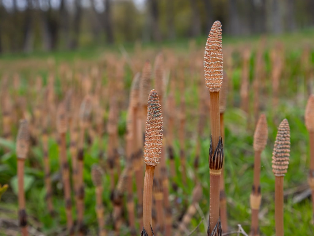 Horsetail (Equisetum arvense)