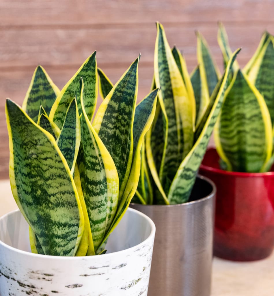 Snake plants (Sansevieria trifasciata)