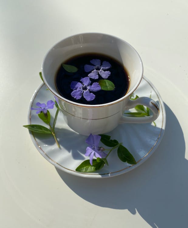 Periwinkle (Vinca minor) herbal tea