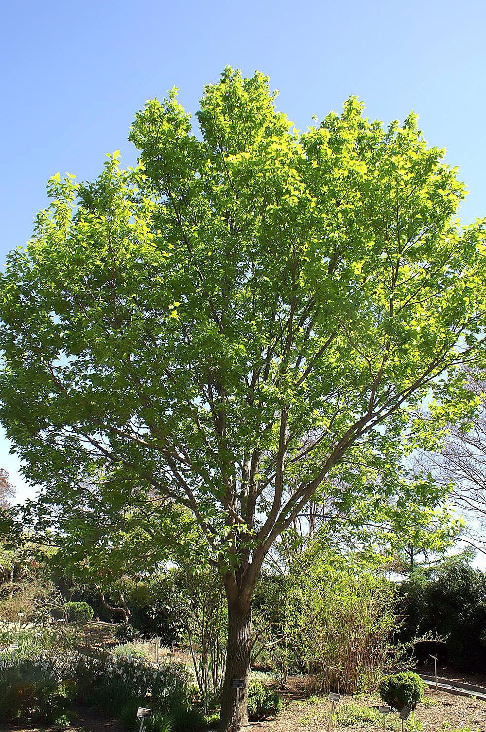 Allergy and asthma-friendly tree
Eucommia ulmoides
Hardy rubber tree