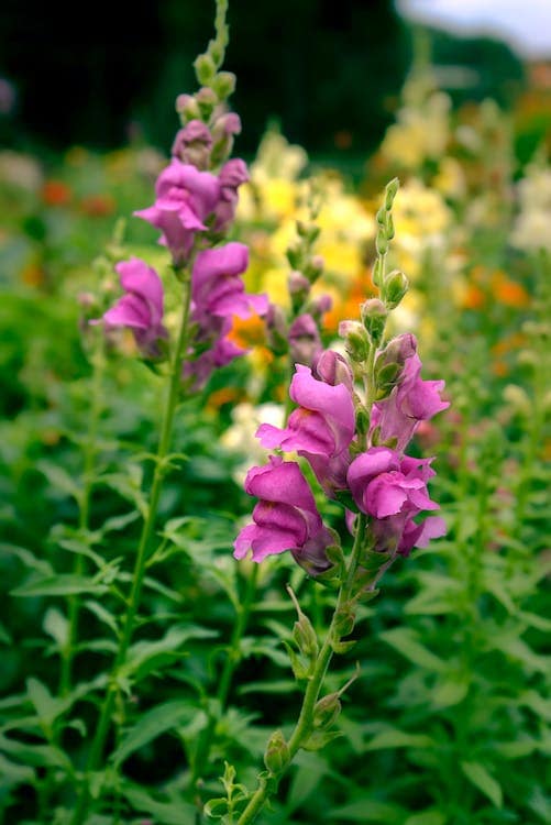 Allergy and asthma-friendly
Snapdragon (Antirrhinum) flowers