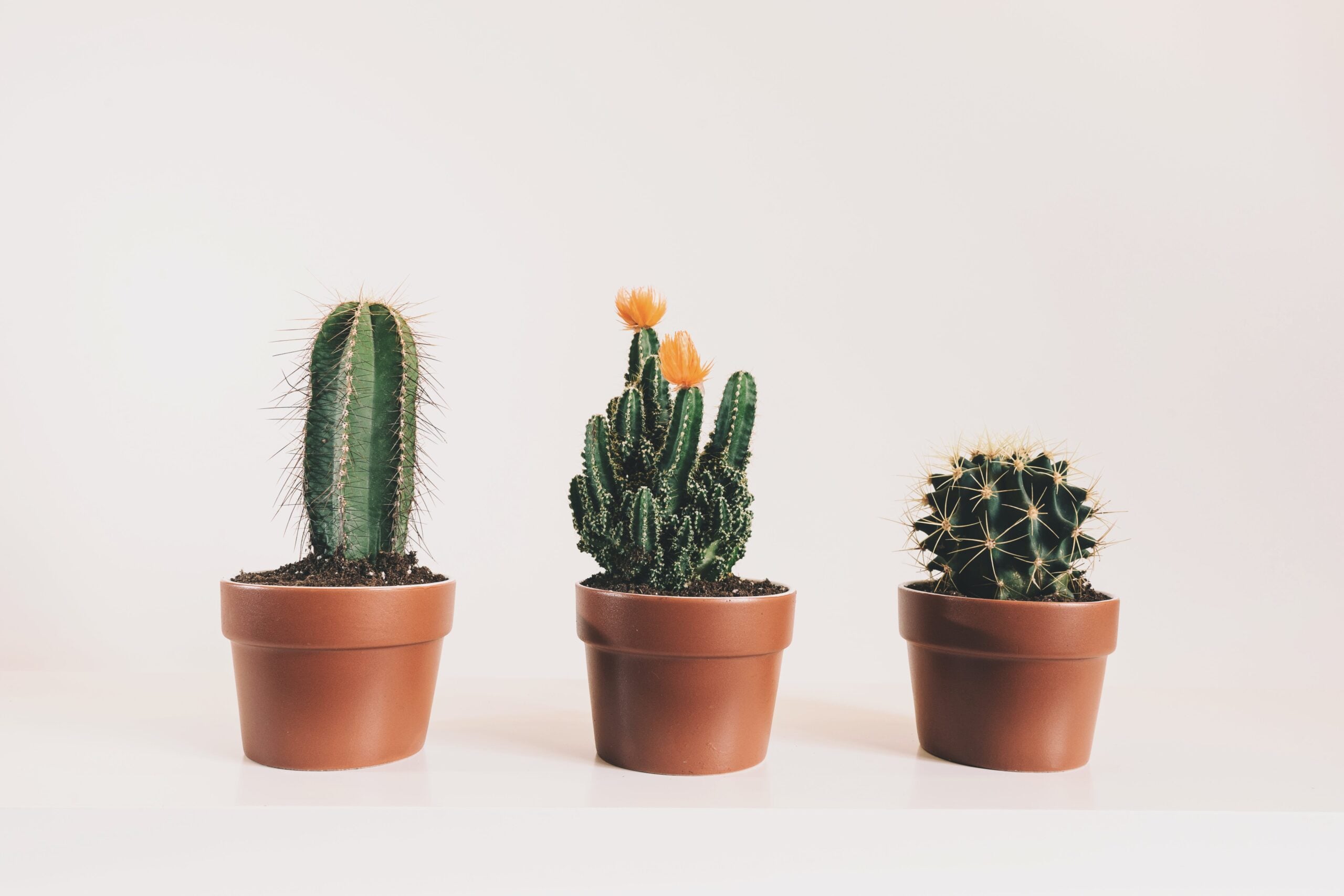 Allergy and asthma-friendly plants
Cacti
Cactus