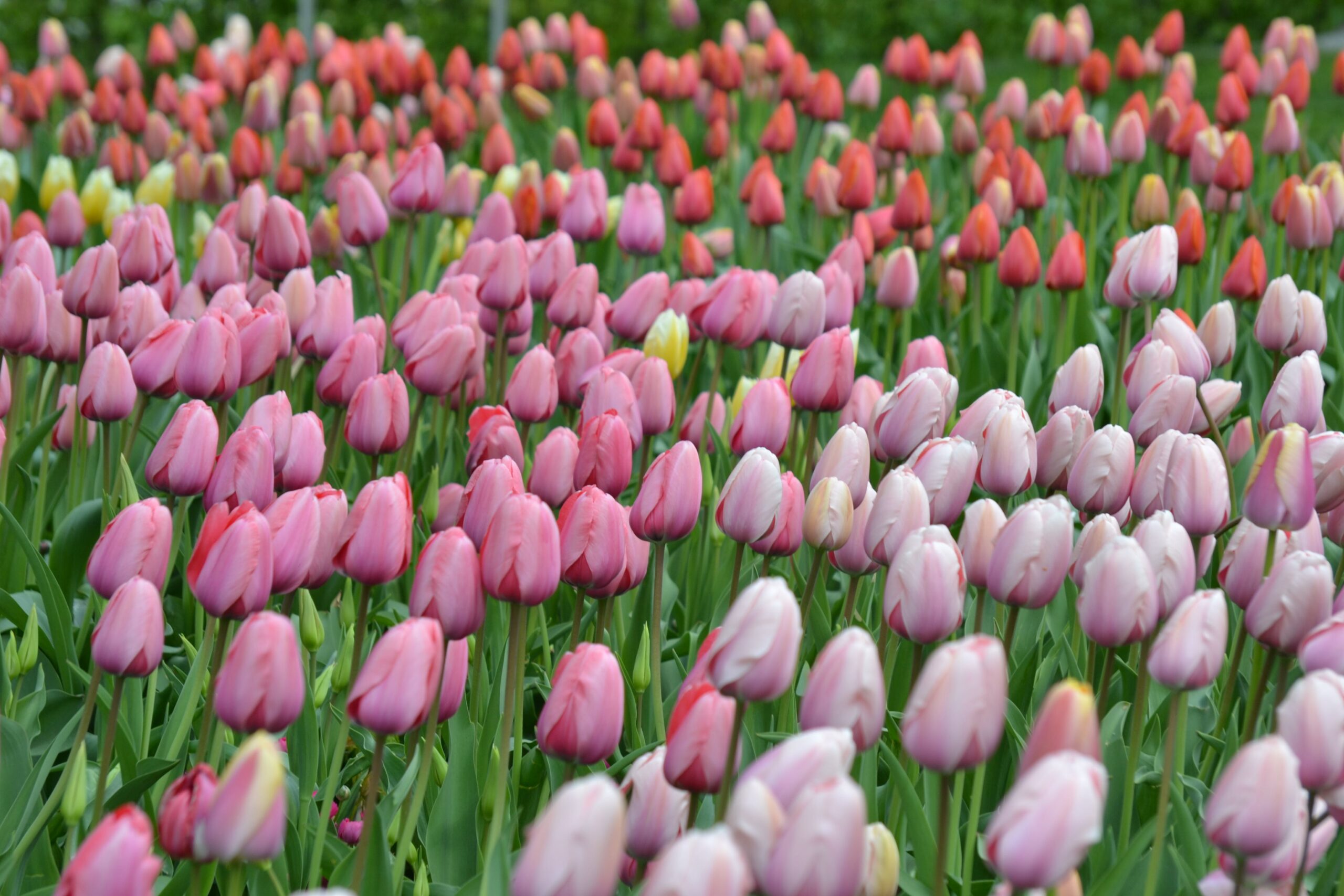 Allergy and asthma-friendly
Tulips