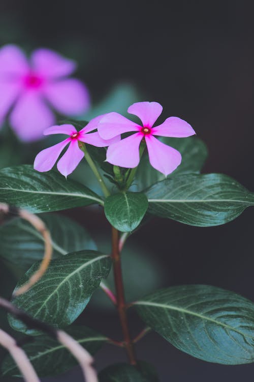 Allergy and asthma-friendly
Periwinkle (Vinca minor)