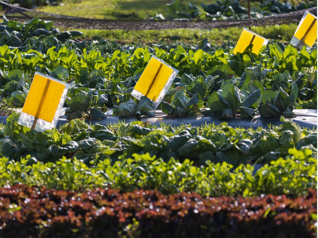 Yellow sticky traps