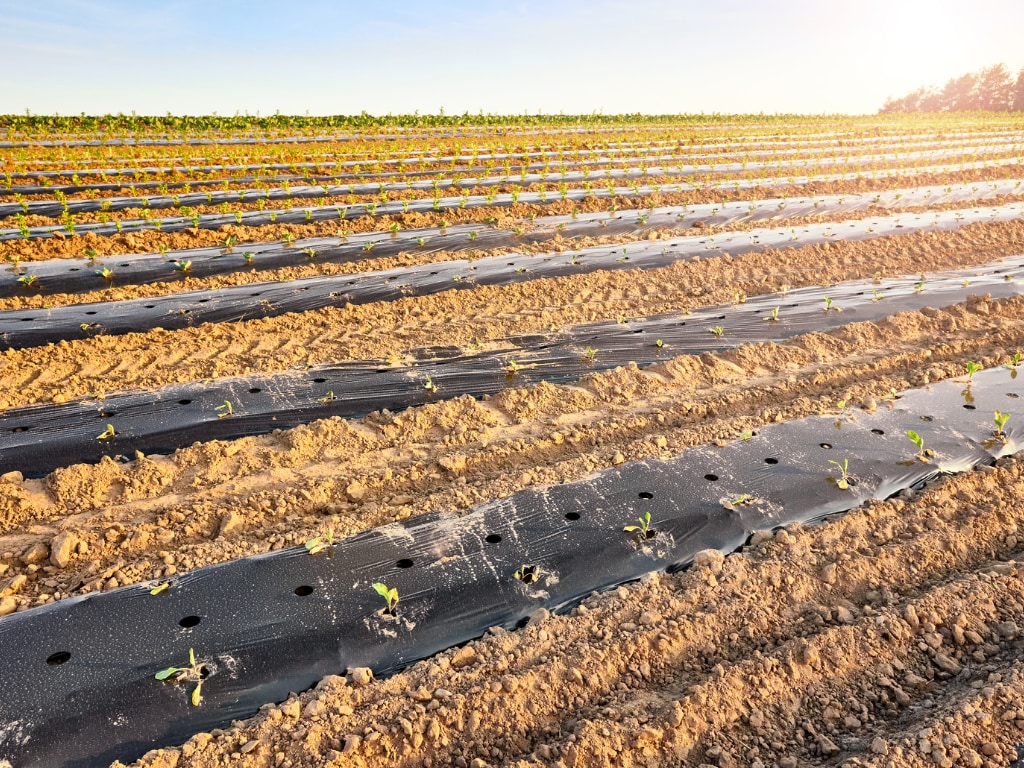 Row covers in an organic farm