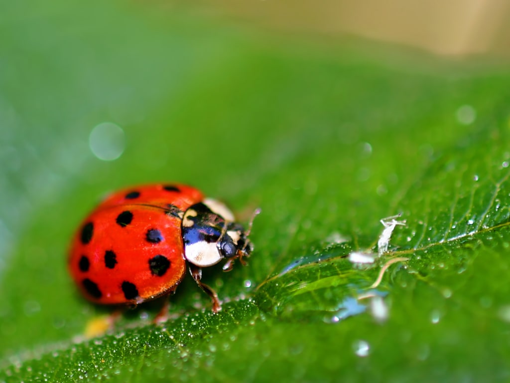 Ladybugs are general predators that eat many slow-moving and soft bodied insects.