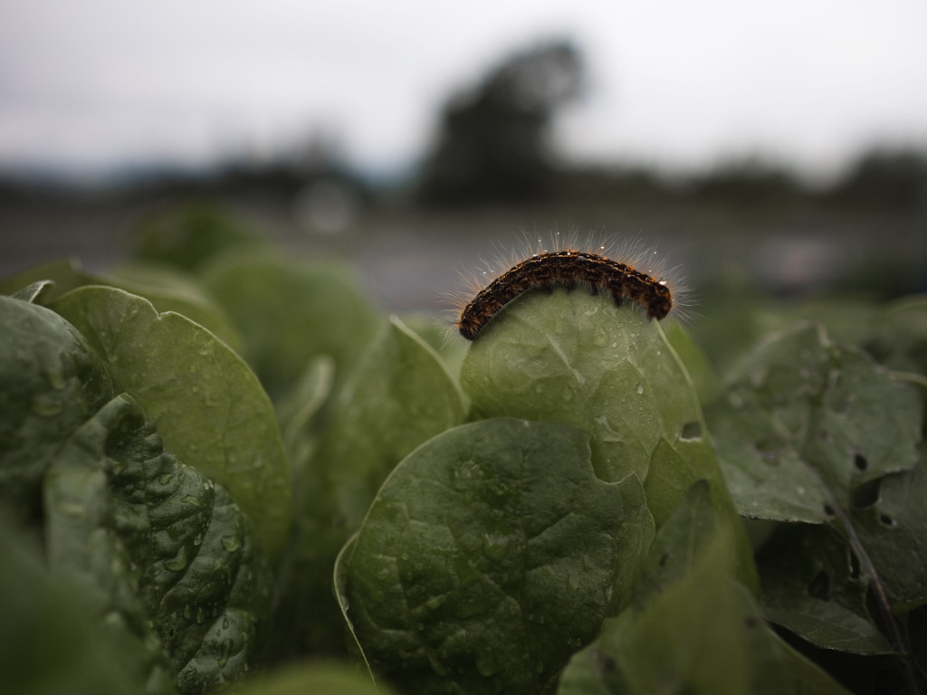 Caterpillar consuming vegetable leaves in a garden