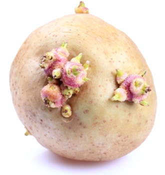 Sprouted potato