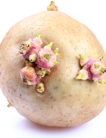 Sprouted potato