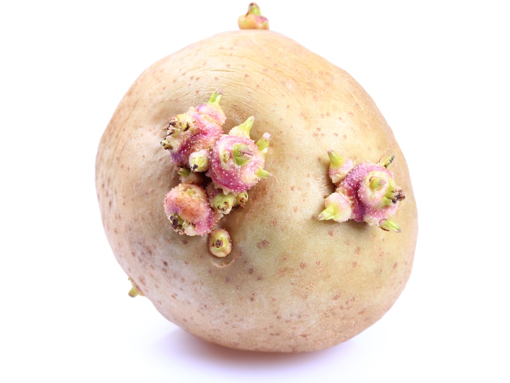 Sprouted potato