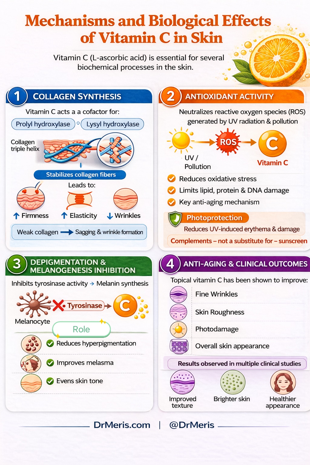 Mechanisms and biological effects of vitamin C in skin